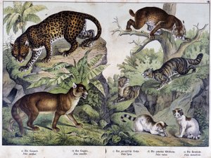 I gatti: leopardo, puma, lince (in alto a sinistra), gatto selvatico (a destra, al centro), gatto domestico - in “Natural histories of mammals”, ed. Schreiber