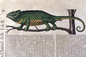 Il camaleonte dopo Historiae animalium di Konrad Gesner, Tiguri da Unknown artist