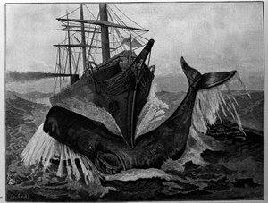 La collisione tra una barca e una balena addormentata da Unknown artist