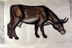 La mucca dopo l