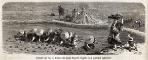 La coltivazione del riso: seconda fase, i semi vengono trapiantati, accuratamente trapiantati a ciuffi disposti a scalare, qui il riso deve crescere e maturare prima del raccolto, sulle dighe di recinzione, i feti di paglia sono disposti per spaventare gli da Unknown artist