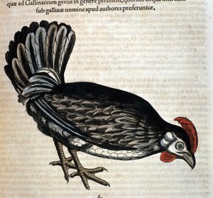 La gallina domestica dopo 