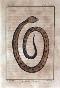 La vipera elegante. Tavola tratta da una storia naturale delle "Opere di Buffon" del naturalista Georges Louis Leclerc, Conte di Buffon (1707 - 1788). XIX secolo da Unknown artist