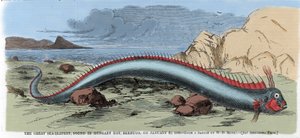Il grande serpente marino trovato nella baia di Hungary a Bermuda il 22/01/1860. Illustrazione da "Harper