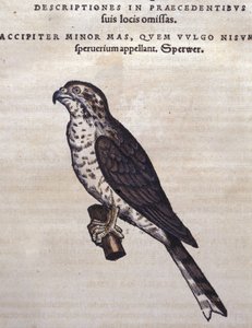 Il falco dopo Historia Animalium di Conrad Gesner, Tiguri 1560. Biblioteca nazionale Braidense. Milano da Unknown artist