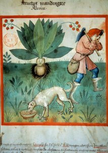 La mandragora