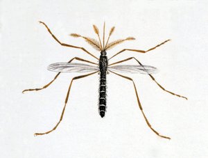 La zanzara. Tavola di storia naturale. XIX secolo. da Unknown artist
