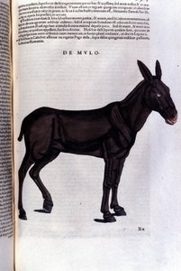 Il cefalo da Historiae animalium di Konrad Gesner, Tiguri da Unknown artist
