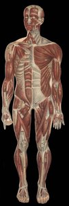 I muscoli della testa, del tronco e delle estremità nella parte anteriore del corpo. In "La nuova medicina naturale" di F.E. Bilz, 1898 da Unknown artist