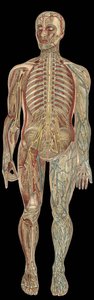 Il sistema nervoso. Tavola in "La nuova medicina naturale" di F.E. Bilz. 1898 da Unknown artist