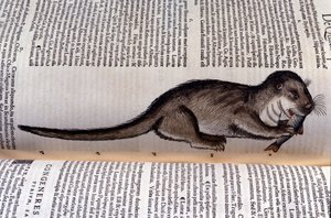 La lontra - Historia Animalium di Conrad Gesner (1516 - 1565), Tiguri da Unknown artist