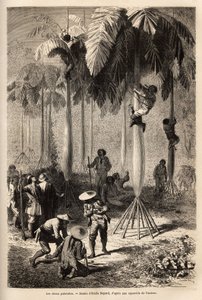 I cavoli palmisti, incisione per illustrare il viaggio nelle valli di Quinquinas, di Paul Marcoy, 1849-1861 da Unknown artist