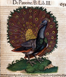 Il pavone dopo Historiae animalium di Konrad Gesner, Tiguri