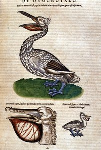 Il pellicano da "Historiae animalium" di Konrad Gesner, Tiguri da Unknown artist