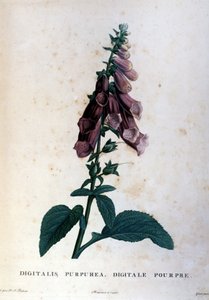 La digitale purpurea. Erbario del XIX secolo. da Unknown artist