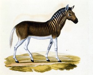 La quagga (couagga), un animale scomparso intorno al 1870: era un mammifero vicino al cavallo e alla zebra con strisce sul collo e sulla testa. Incisione della fine del XIX secolo