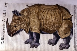 Il rinoceronte da 