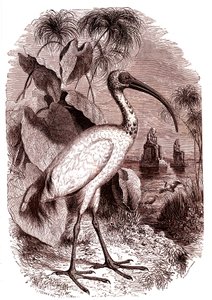 Ibis sacro degli egiziani