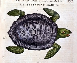 La tartaruga marina, secondo la Historia Animalium di Conrad Gesner, Tiguri 1560. da Unknown artist