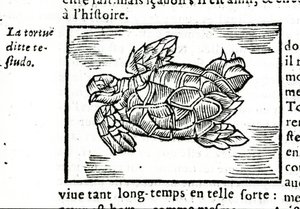 La tartaruga marina, dal trattato di Gerolamo Cardano (Cardanus Hieronymus) (Cardano) “De la subtlite”, stampato a Rouen nel 1642 da Unknown artist