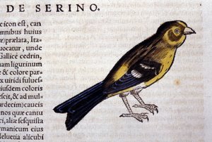 Il serin d