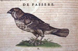 Il passero in Historia Animalium di Conrad Gesner (1516 - 1565), Tiguri da Unknown artist