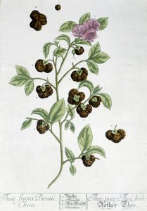 La pianta del tè Frutex Bontii - tavola botanica