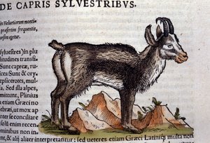 La capra selvatica dopo Historiae animalium di Konrad Gesner, Tiguri da Unknown artist