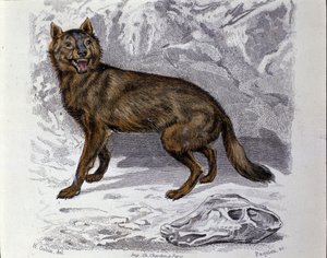 Il lupo. Tavola tratta da un trattato di Storia Naturale di 