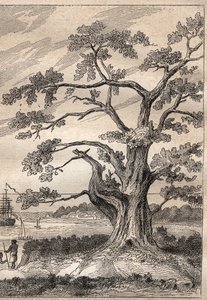 Terzo viaggio (1776-1779) del Capitano James Cook (1728-1779): albero sotto il quale Cook osservò il passaggio di Venere - illustrazione tratta da "I grandi marinai del XVIII secolo"