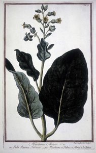 Foglia e fiore di tabacco (Nicotiana Minor) in un erbario del XIX secolo. da Unknown artist