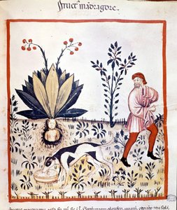 Trattato di medicina "Tacuinum sanitatis" XIV secolo. Raccolta di Mandragora. Biblioteca Nazionale Braidense, Milano