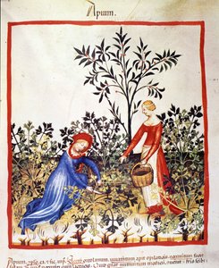 Due donne raccolgono prezzemolo. Miniatura dal trattato di medicina e dietetica "Tacuinum sanitatis" da Unknown artist