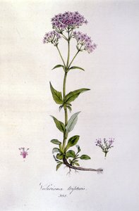Valeriana. Incisione del XIX secolo. da Unknown artist