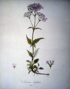 Valeriana mauve o Valeriana tripteris. Erbario del XIX secolo. da Unknown artist