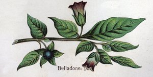 Piante botaniche velenose: Belladonna. Incisione in 