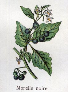 Piante botaniche velenose: belladonna. Incisione in "La medicazione naturale" di Friedrich Eduard Bilz (1842-1922).