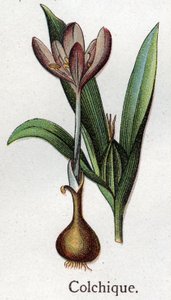 Piante botaniche velenose: colchico. Incisione in "La medication naturelle", di Friedrich Eduard Bilz (1842-1922) da Unknown artist