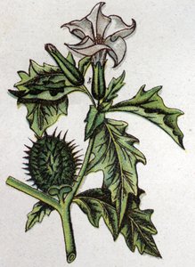 Piante botaniche velenose: stramonio di mela spinosa. Incisione in 