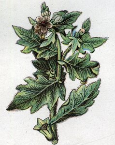 Piante botaniche velenose: fino. Incisione in 