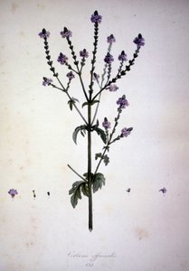 Verbena officinalis (Verbena officinale). Erbario del XIX secolo da Unknown artist