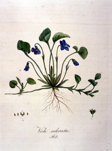 Viola. Incisione del XIX secolo da Unknown artist