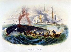 Caccia alla balena - in "Histoire naturelle" di Lacépède