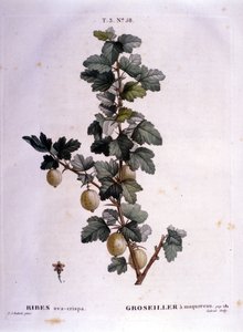 Ribes bianco: tavola botanica del XIX secolo