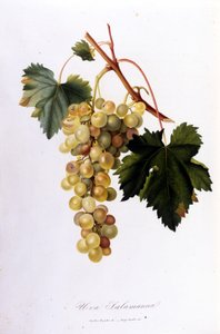 Uva bianca. Incisione del XIX secolo