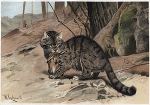 Gatto selvatico - Il gatto selvatico (Felis silvestris) - incisione da "Brehm