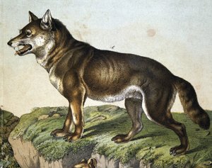 Lupo - in "Storia naturale dei mammiferi", ed. Schreiber, Monaco da Unknown artist