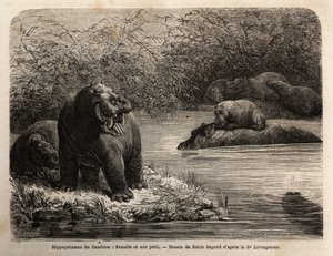 Ippopotamo dello Zambesi: femmina e il suo piccolo che si rinfrescano nel fiume. Incisione per illustrare i primi viaggi del Dr. Livingstone nell