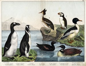 a: Smergo maggiore (Mergus merganser), b: Svasso maggiore (Podiceps cristatus), c: Strolaga maggiore (Colymbus glacialis), d: Uria nera (Cepphus grylle), Grande pinguino (Alca impennis), f: Pulcinella di mare (Fratercula arctica), g: Pinguino reale (Apteno da Unknown artist