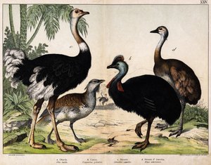 a: Grande otarda (Otis tarda), b: Casuario (Casarius galeatus), c: Struzzo africano (Struthio camelus), d: Nandon (Rhea Americana) - In 